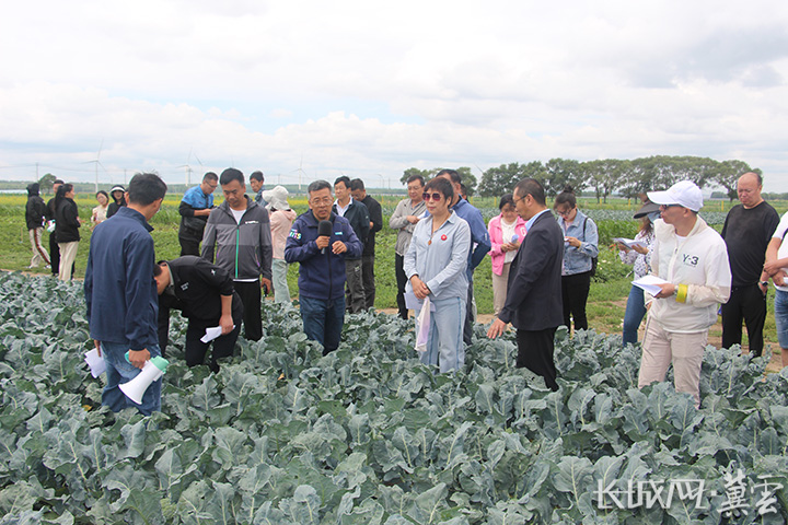 河北省露地蔬菜创新团队举办坝上露地蔬菜提质增效技术观摩会 推动农业技术研究落地生根